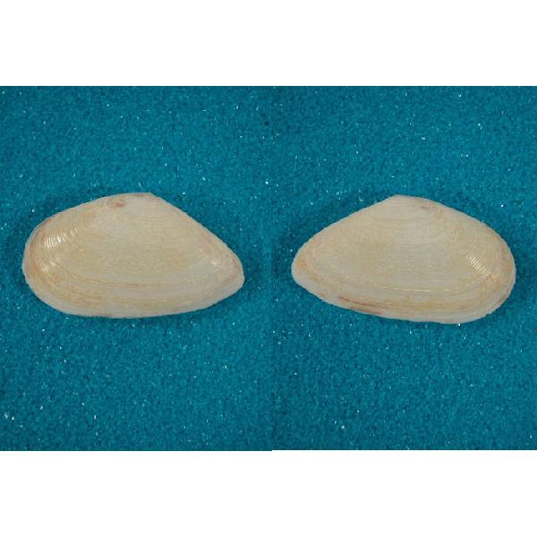 フロリダサラガイ