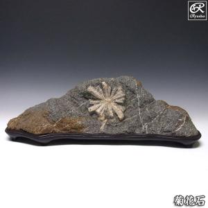 菊花石 約14.5kg 台付き 鑑賞石 原石 鉱物 鉱石 天然石 パワーストーン