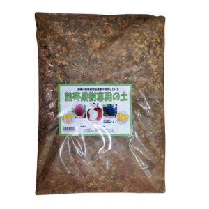 品種改良レンブ　挿し木苗　「黒真珠」 レンブ 黒真珠 取り木苗 - 植物と雑貨のセレクトショップ・石垣