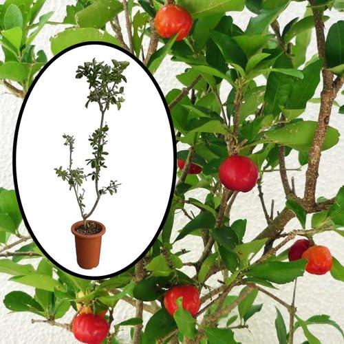 結実経験あり　アセロラ苗 甘味系ハワイ種