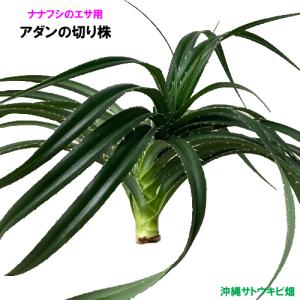 ナナフシのエサ用 アダンの切り株 1株の商品画像