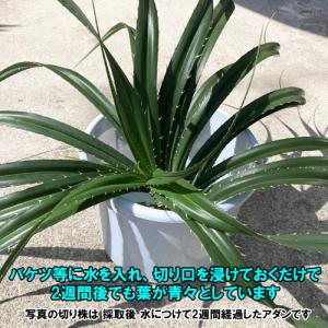 ナナフシのエサ用 アダンの切り株 1株の詳細画像2