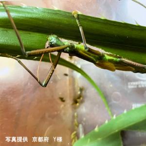ナナフシのエサ用 アダンの切り株 1株の詳細画像3
