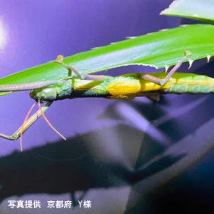 ナナフシのエサ用 アダンの切り株 1株の詳細画像4