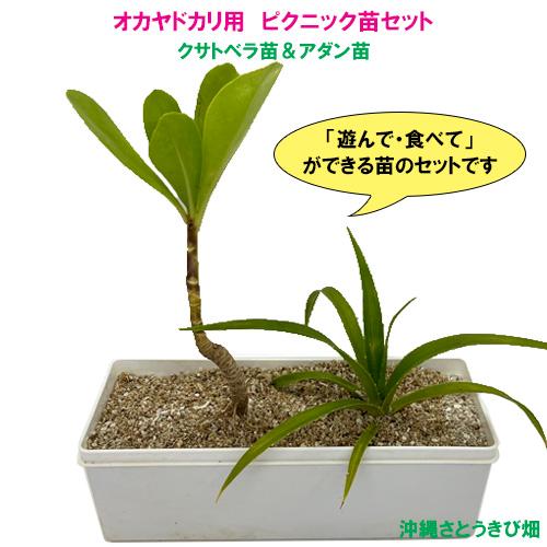 オカヤドカリ用　ピクニック苗セット　クサトベラ苗＆アダン苗