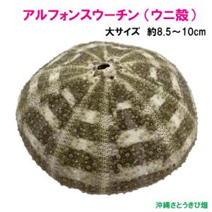 アルフォンスウーチン(ウニ殻)　大サイズ　約8.5-10cm｜ryuuka