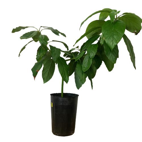 アボカド苗(ベーコン種)　接木苗