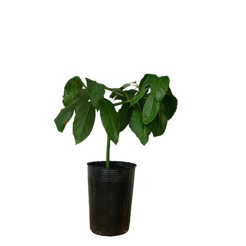 アボカド苗(フェルテ種)接木苗