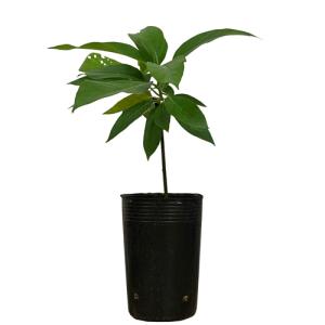 アボカド苗(ベーコン種) 接木苗 : りゅうか商事 - 通販 - Yahoo