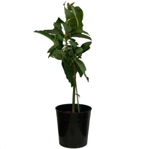 アボカド苗の商品一覧 通販 Yahoo ショッピング