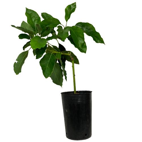 アボカド苗(モンロー種)接木苗