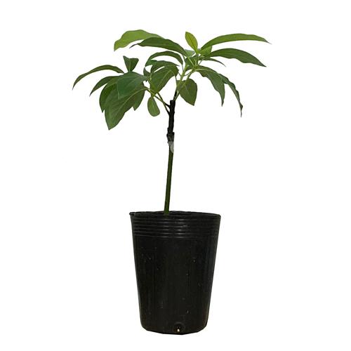 アボカド苗　シモンズ種　接木苗