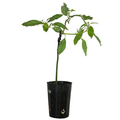 アボカド苗(チョケテ種)　接木苗