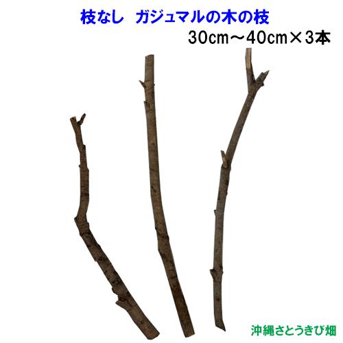 オカヤドカリの遊び場 枝なし がじゅまる(ガジュマル)の木の枝　30〜40cm×3本  |おかやどか...