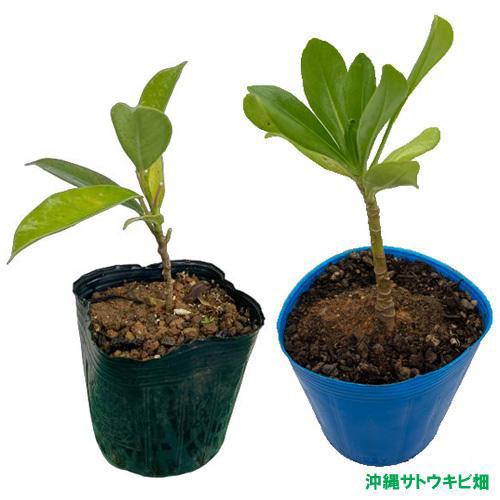 がじゅまる（ガジュマル）挿木苗&amp;クサトベラのポット苗
