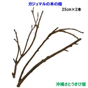 がじゅまる（ガジュマル）の木の枝　25cm×2本｜ryuuka