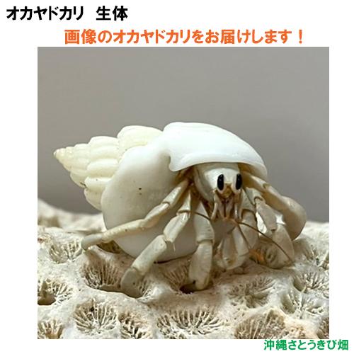 【現品販売】画像の生体をお届け　オカヤドカリ生体　SSサイズ　白色系　NO38　　|沖縄 coeno...