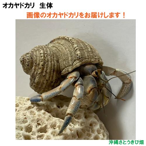 【現品販売】画像の生体をお届け　オカヤドカリ生体　LLサイズ（小さめ）　ブルーとベージュ色系　NO5...