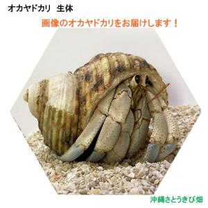 オカヤドカリの商品一覧 通販 Yahoo ショッピング