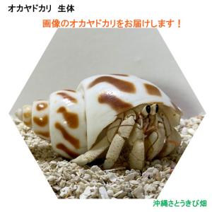 オカヤドカリの商品一覧 通販 Yahoo ショッピング