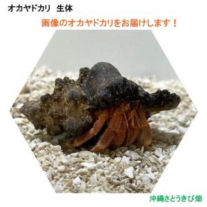 りゅうか商事 オカヤドカリ Yahoo ショッピング