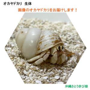 りゅうか商事 オカヤドカリ Yahoo ショッピング