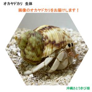 ヤドカリ 貝殻 白の商品一覧 通販 Yahoo ショッピング