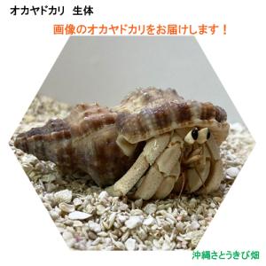 ヤドカリ 貝殻 白の商品一覧 通販 Yahoo ショッピング