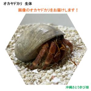 オカヤドカリの商品一覧 通販 Yahoo ショッピング