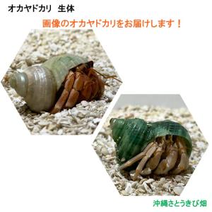 りゅうか商事 オカヤドカリ Yahoo ショッピング