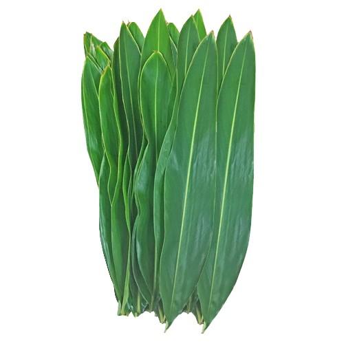 沖縄産　月桃の葉30枚セット（未洗浄）　|ムーチー サンニン 月桃茶