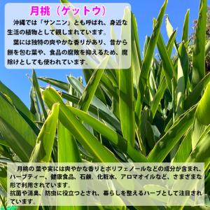 沖縄産 月桃 乾燥葉 30g | サンニン ハ...の詳細画像3