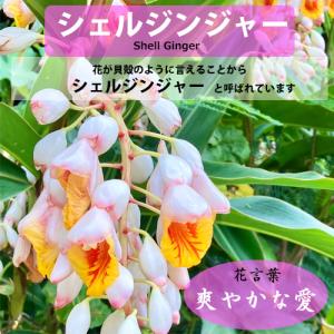 沖縄産 月桃 乾燥葉 30g | サンニン ハ...の詳細画像4