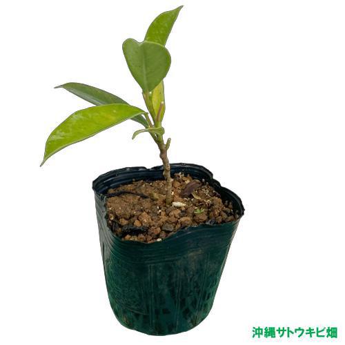 がじゅまる（ガジュマル）挿木苗