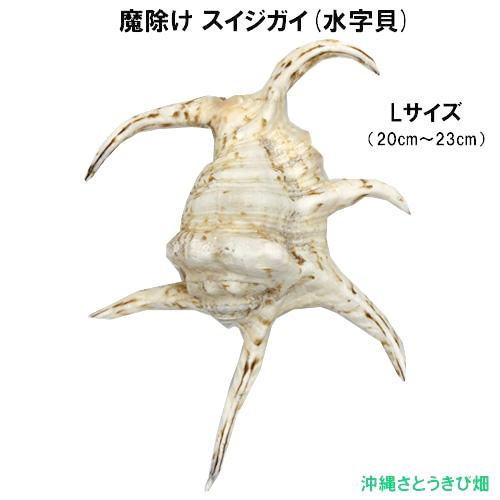 【送料無料】魔除け スイジガイ(水字貝) 紐なし　Lサイズ　20cm〜23cm 　|火除け 火災除け...