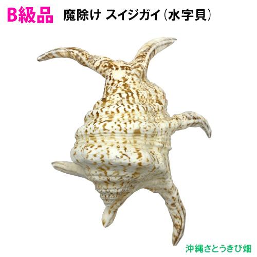 【送料無料】B級品　魔除け スイジガイ(水字貝) 紐なし　17cm〜23cm |火除け 火災除け お...