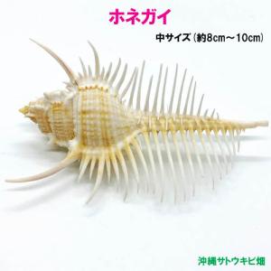 ヒメシャコガイ（ヒメジャコガイ）の貝殻 1対 : りゅうか商事 - 通販