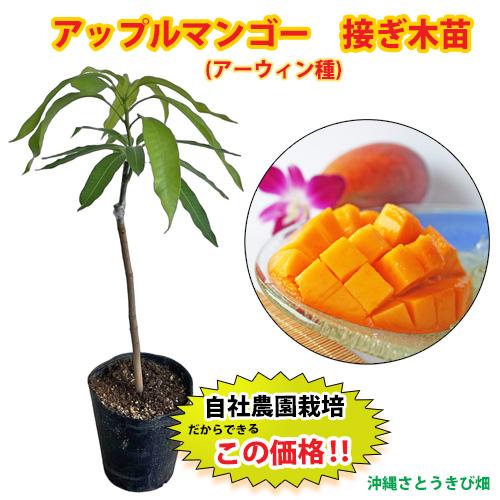 【自社農園接ぎ木苗】アップルマンゴー苗（アーウィン種）