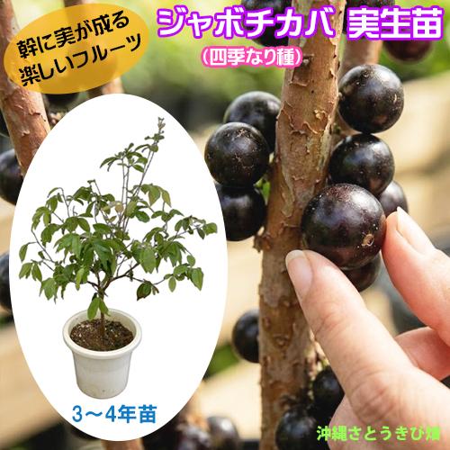 ジャボチカバ苗（四季なり種）実生苗 3-4年苗 　|沖縄 果物 果実 フルーツ 南国 デザート おや...