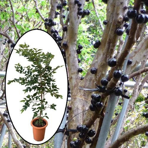 ジャボチカバ苗（四季なり種）6号鉢苗