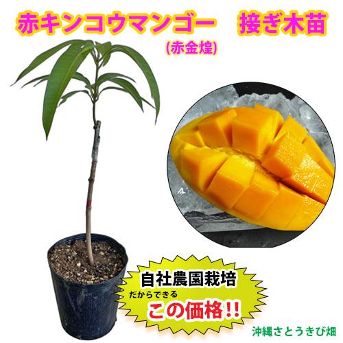【自社農園接ぎ木苗】赤キンコウマンゴー苗（玉文マンゴー苗）