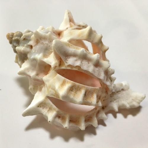 オカヤドカリ用 クレナイガンセキ貝の隠れ家