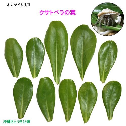 オカヤドカリ用エサ　クサトベラ葉　10枚