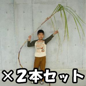 そのまんまサトウキビ2mサイズ2本セット(さとうきび)