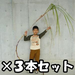 そのまんまサトウキビ2mサイズ3本セット(さとうきび)