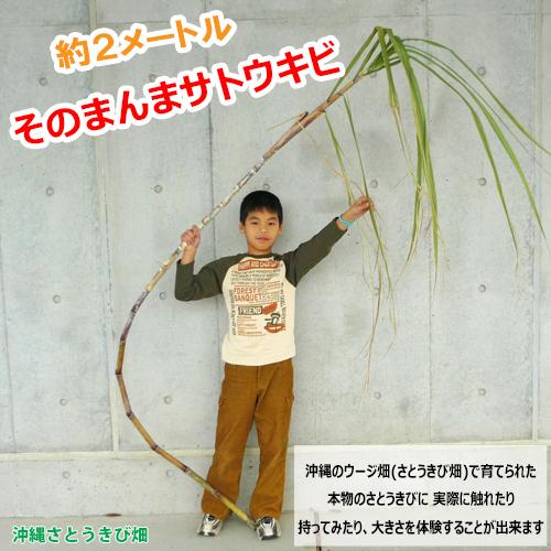 そのまんま サトウキビ 2mサイズ(さとうきび) |５年生社会科 | あたたかい土地のくらし | 本...