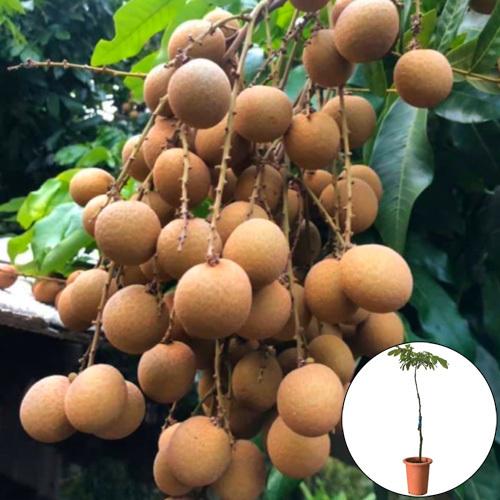 大実コナガラリュウガン苗接木苗【大実龍眼苗】