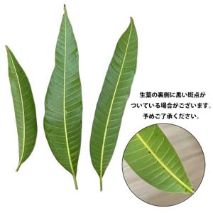 マンゴーの生葉 (1枚)の詳細画像1