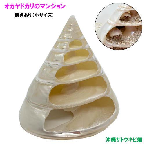 オカヤドカリのマンション・隠れ家　磨きあり　(小サイズ）