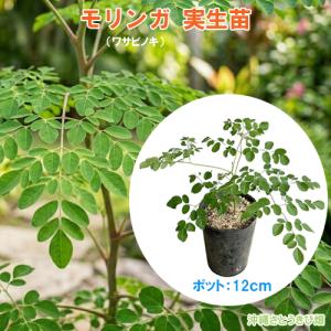 モリンガ （ワサビノキ）　12cm　　ポット苗×1　　　|沖縄 自家菜園 家庭菜園 お茶 ミラクルツリー 奇跡の木